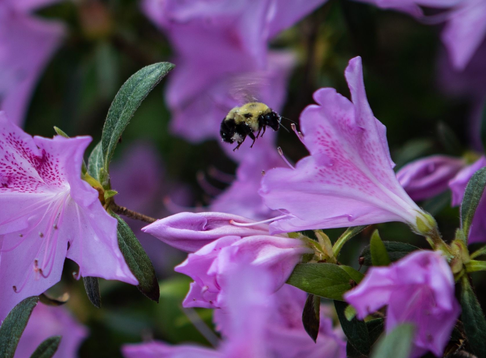 Spring blooms in St. Charles